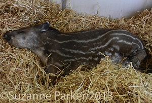 Sleepy Baby Tapir