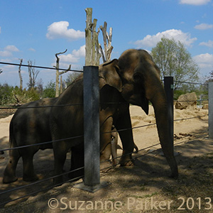 Twycross Elephants